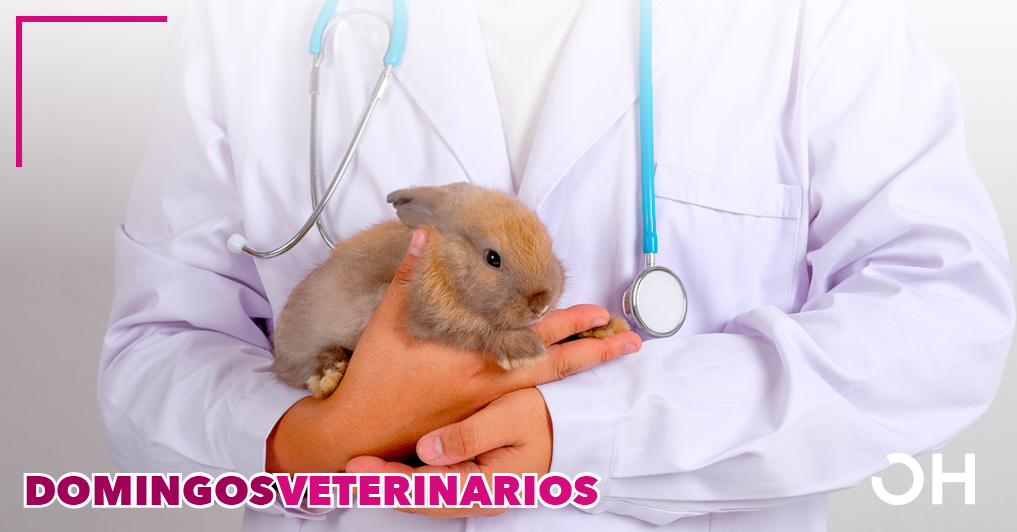 Aceite de girasol ozonizado de uso oral como tratamiento en los procesos diarreicos del conejo