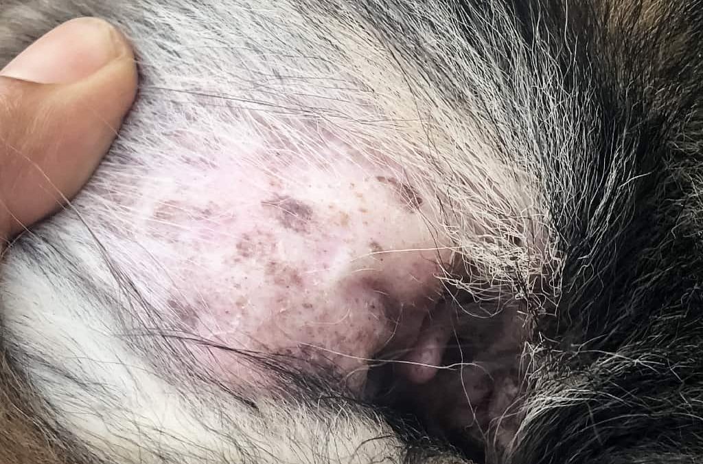 Dermatitis en el oído de un perro, para mejorar los síntomas puede ser tratada con aceite de girasol ozonizado.