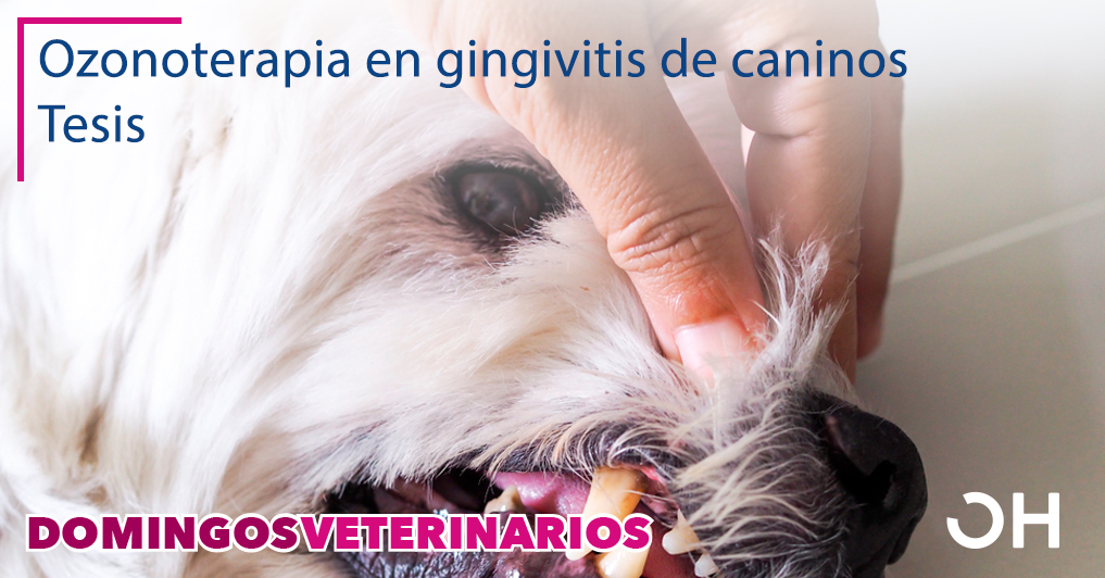 Evaluación de la ozonoterapia en gingivitis de caninos en la clínica veterinaria Zoocat. Tesis.