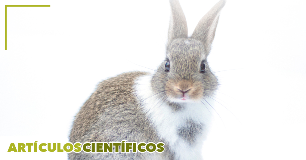 El efecto del plasma rico en plaquetas y la ozonoterapia sobre la cicatrización del tendón al hueso en el modelo de reparación del manguito rotador de conejo