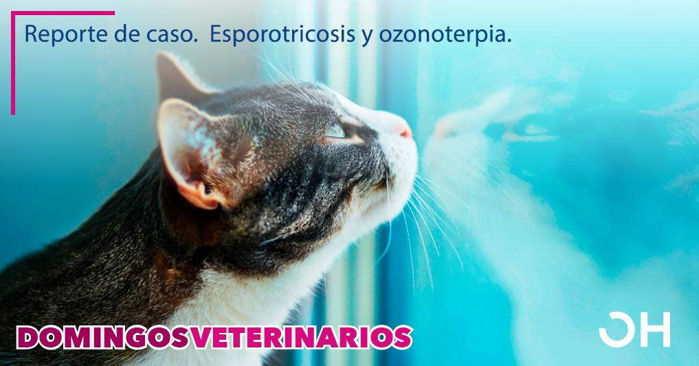Efecto clínico de la ozonoterapia como tratamiento complementario en un gato con esporotricosis.