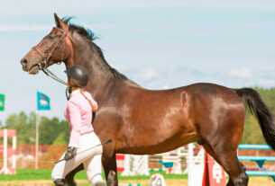 inyecciones de ozono en caballos