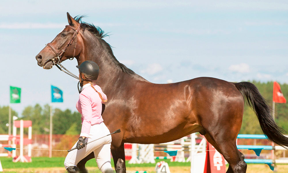 inyecciones de ozono en caballos