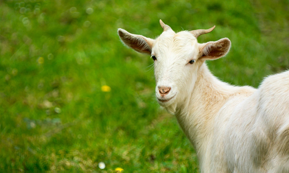 ozono terapia para que sirve uso veterinaria