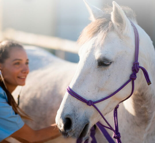 para q sirve la ozonoterapia en caballos
