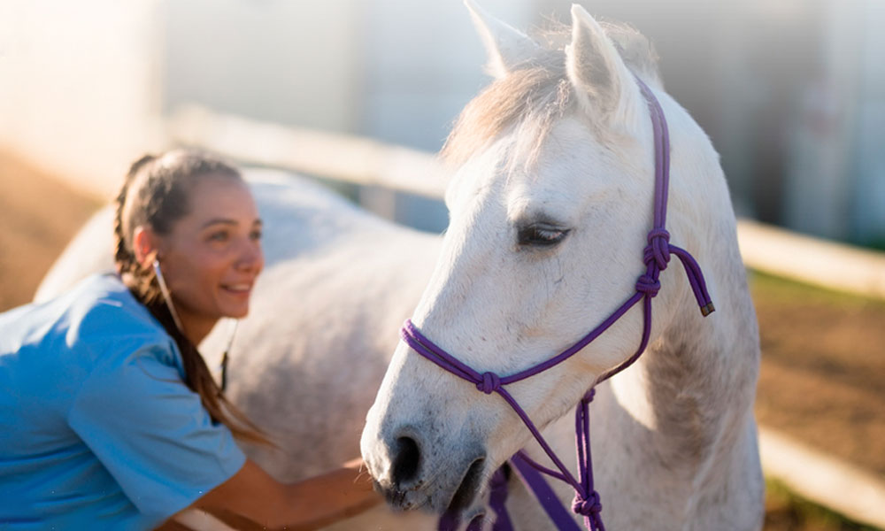 para q sirve la ozonoterapia en caballos
