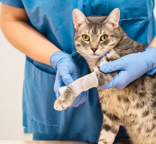 terapia de ozono veterinaria