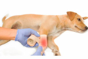 tratamiento con ozono heridas en perros