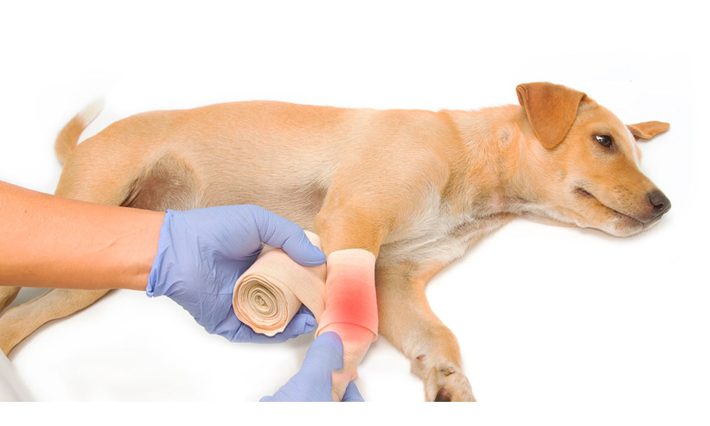 tratamiento con ozono heridas en perros