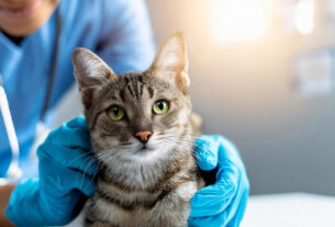 veterinario revisando gato