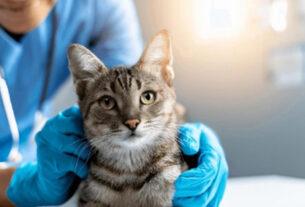 veterinario cuidando gato