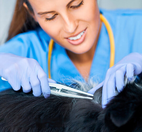 veterinaria quitando garrapata a un perro