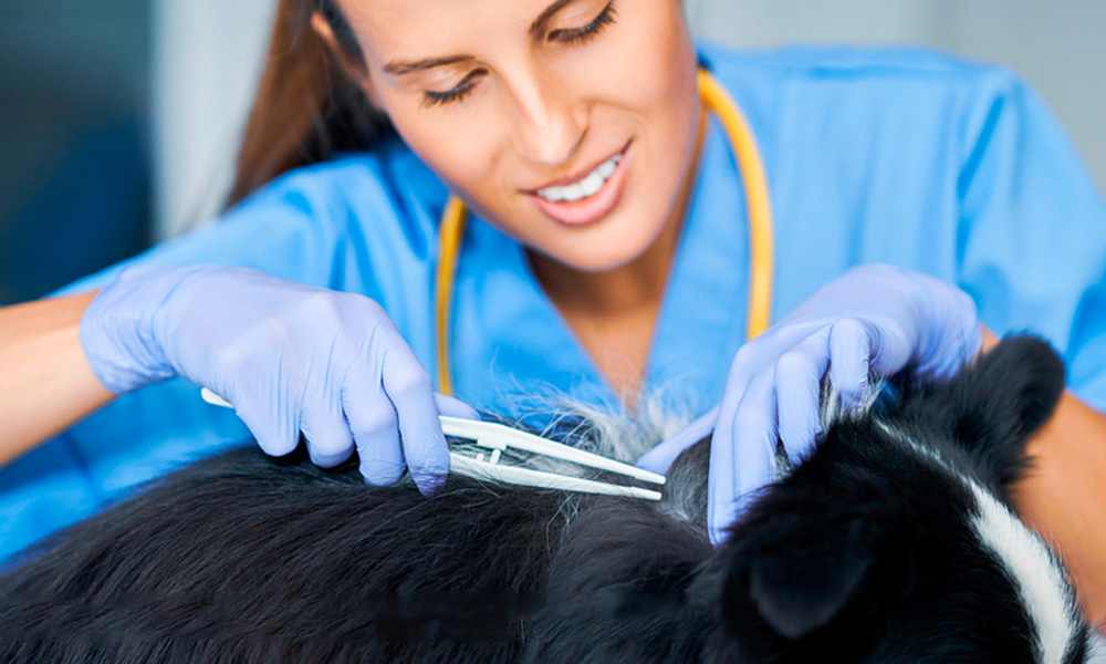 veterinaria quitando garrapata a un perro