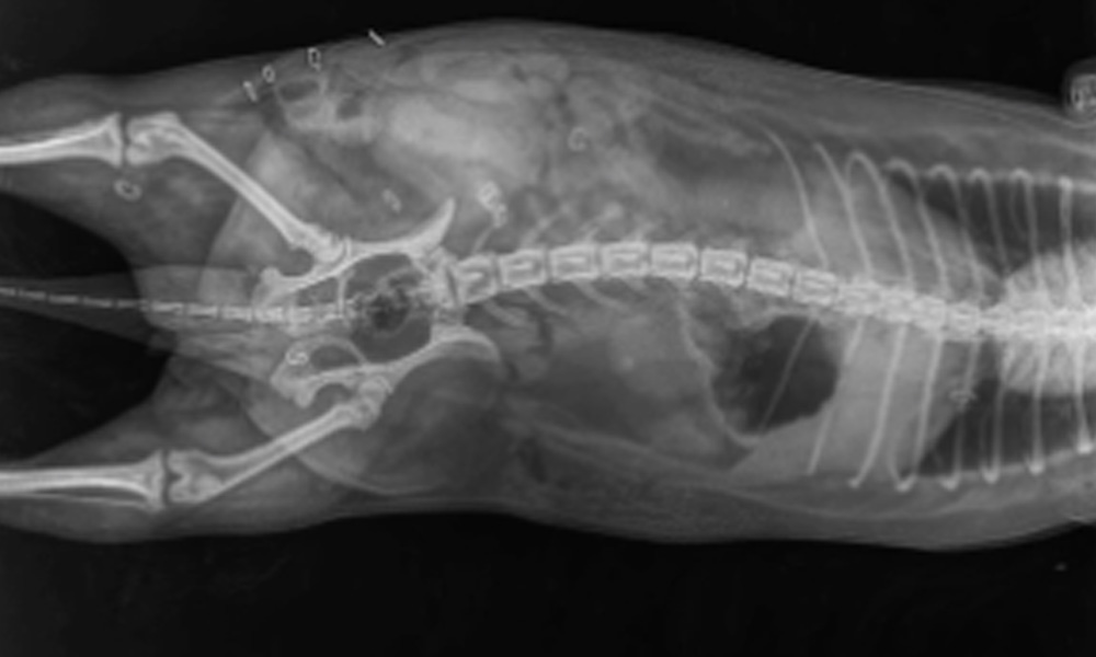 radiografía de columna de un perro