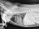 radiografia de pulmones de perro