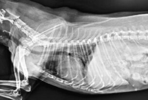 radiografia de pulmones de perro