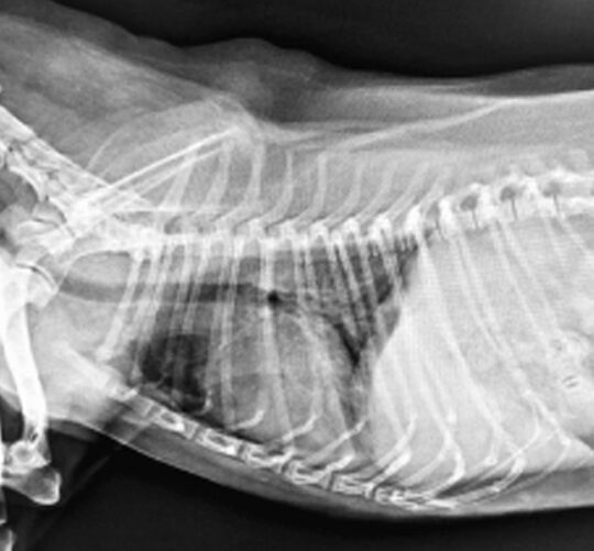 radiografia de pulmones de perro