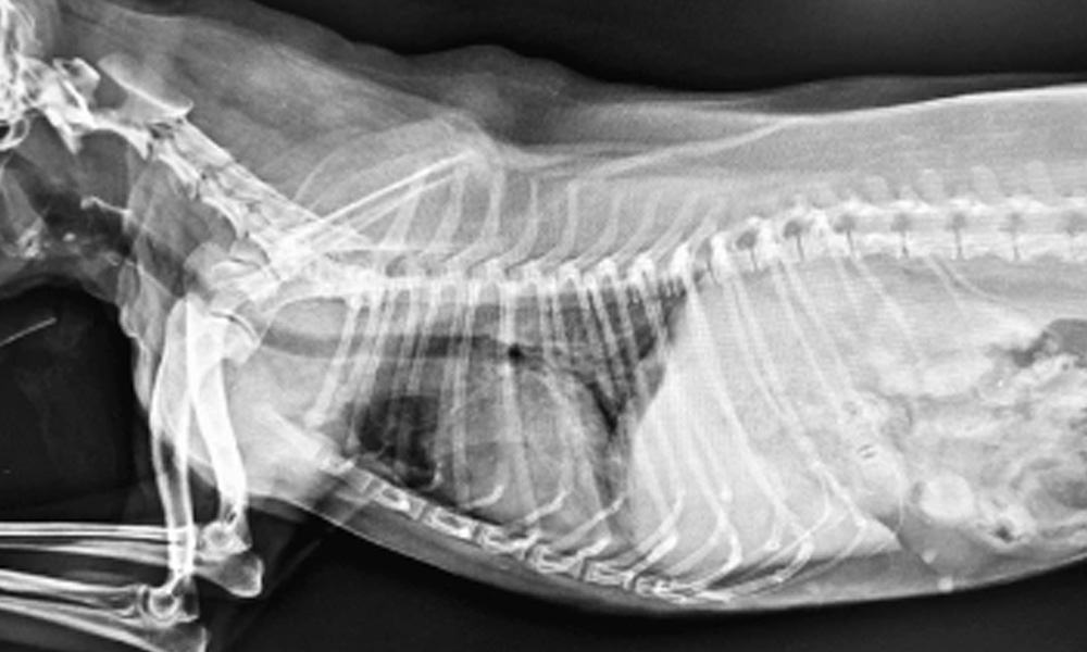 radiografia de pulmones de perro