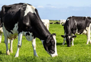 vacas lecheras pastando en el campo