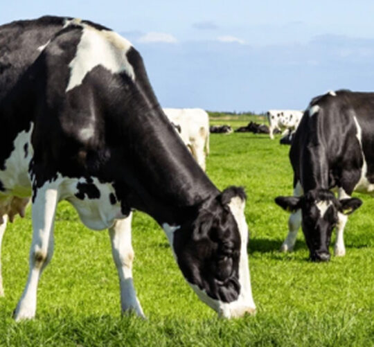 vacas lecheras pastando en el campo