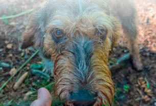 foto close up a cara de perro triste