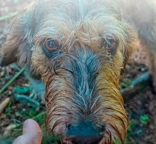 foto close up a cara de perro triste