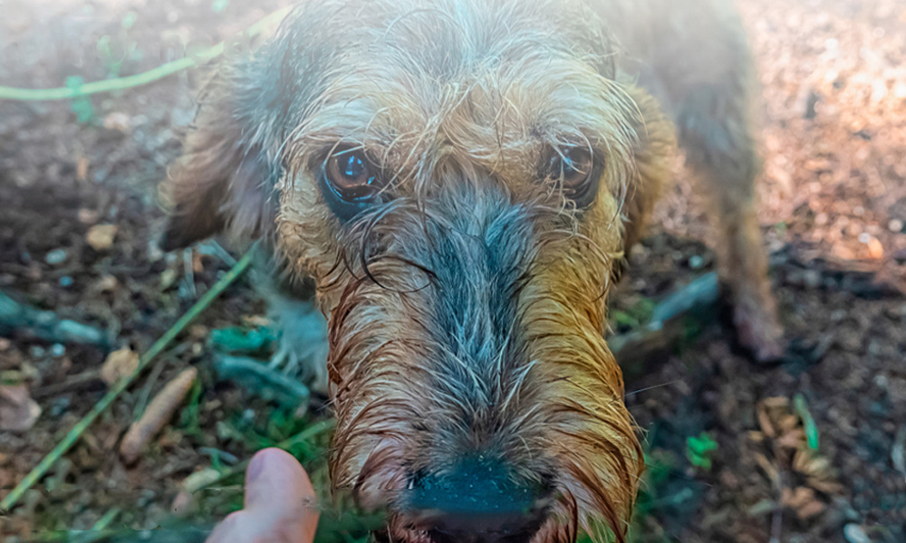 foto close up a cara de perro triste