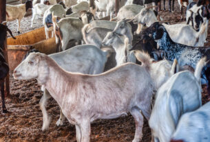 Ganado de cabras en establo