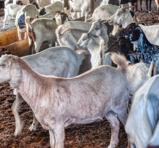 Ganado de cabras en establo