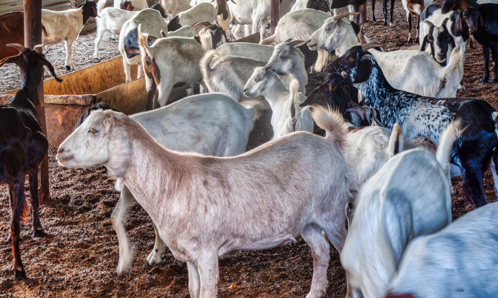 Ganado de cabras en establo