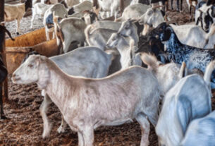 Ganado de cabras en establo