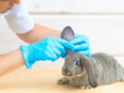 veterinaria revisando las orejas a un conejo