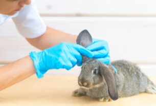 veterinaria revisando las orejas a un conejo