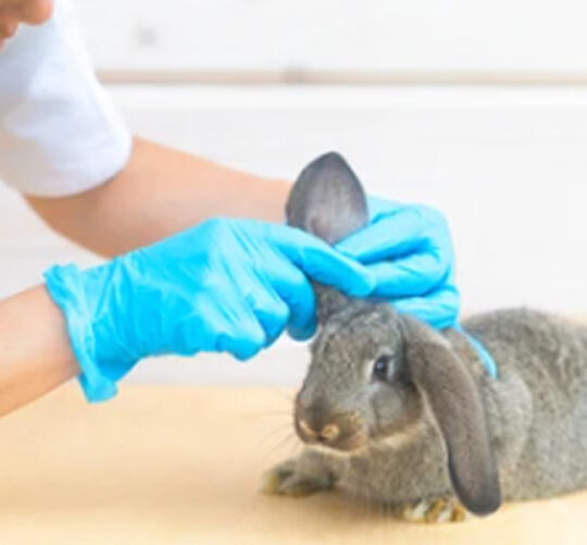 veterinaria revisando las orejas a un conejo