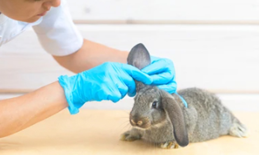 veterinaria revisando las orejas a un conejo