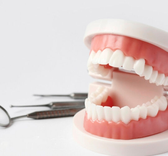 modelo de boca dental