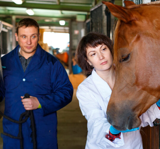 veterinaria checando los caballos en las caballerizas