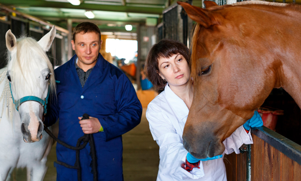 veterinaria checando los caballos en las caballerizas