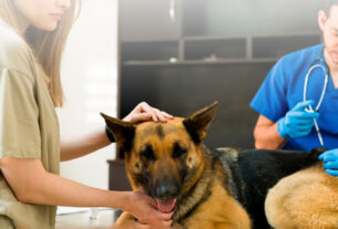 veterinario inyectando a un perro