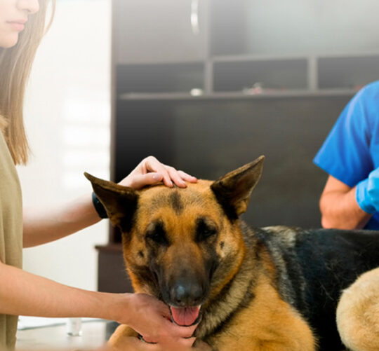 veterinario inyectando a un perro