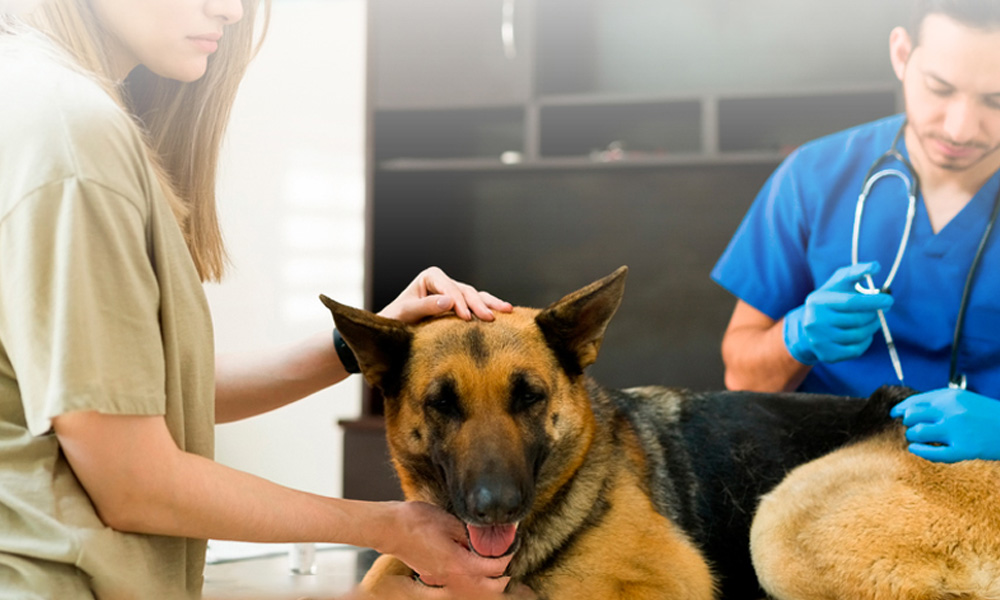 veterinario inyectando a un perro