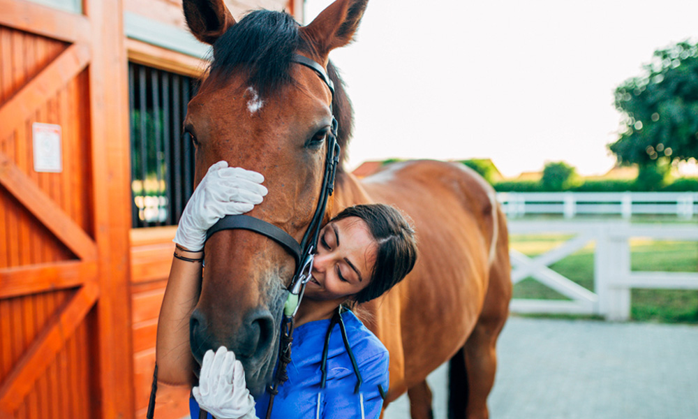 Mujer acariciando caballo