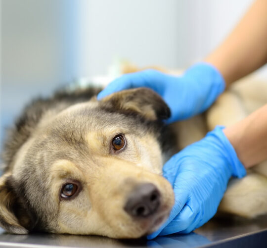 Veterinario explorando perro enfermo