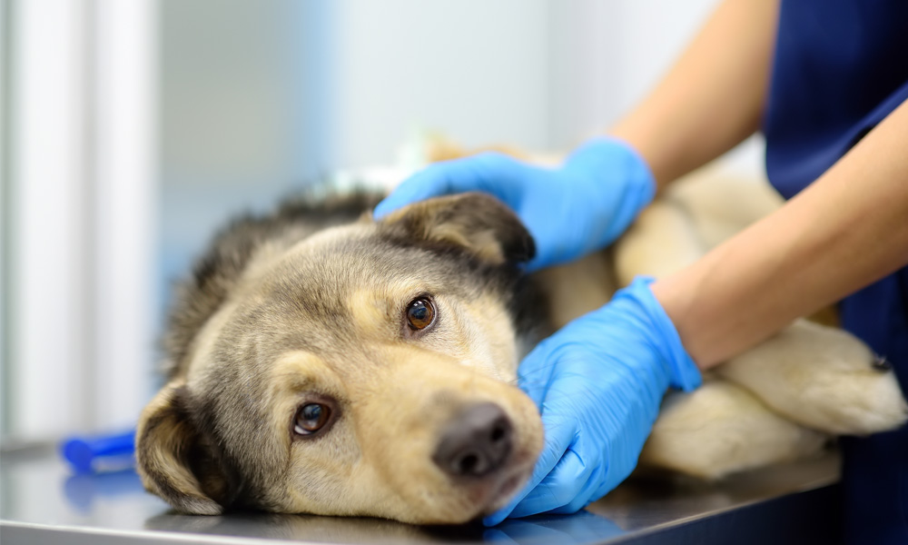 Veterinario explorando perro enfermo