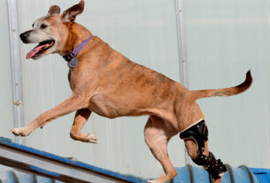 Perro corriendo con protesis en la pata trasera