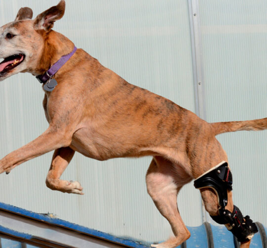 Perro corriendo con protesis en la pata trasera