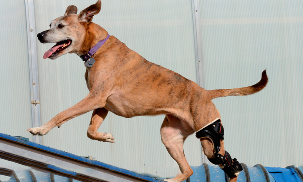 Perro corriendo con protesis en la pata trasera