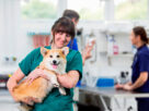 Dra. veterinaria cargando a un perro