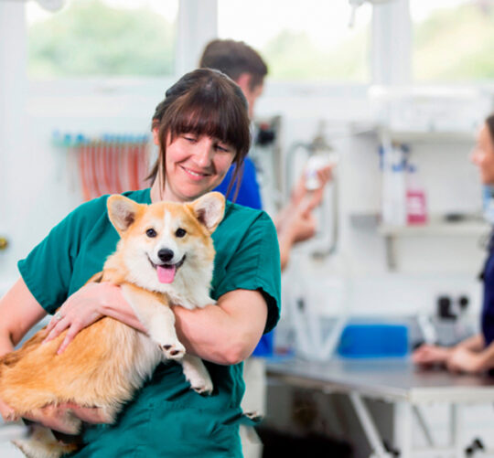 Dra. veterinaria cargando a un perro