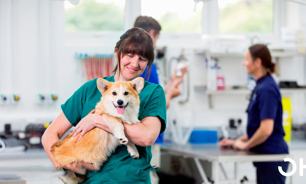 Dra. veterinaria cargando a un perro